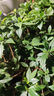 三思植物燈仿太陽(yáng)全光譜懸掛植物生長(cháng)燈補光燈-100W大功率可調光 曬單實(shí)拍圖