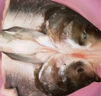 仙泉湖花鰱魚(yú)頭 600g/個(gè)冷凍雙邊大胖頭鳙魚(yú) 海鮮水產(chǎn)食材 曬單實(shí)拍圖