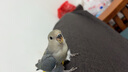 憨憨寵鳥(niǎo)籠 鸚鵡籠特大號鳥(niǎo)籠子外出攜帶籠觀(guān)賞籠鳥(niǎo)窩八哥畫(huà)眉鳥(niǎo)籠套裝 電鍍銀 大號58*31*33cm 曬單實(shí)拍圖