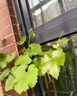 花賽特大巨峰藍寶石紅富士葡萄苗南北方種植耐寒庭院爬藤無(wú)籽葡萄樹(shù)苗 新品種水晶葡萄 3年苗【明年結果】 曬單實(shí)拍圖