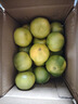 正宗云南青皮無(wú)籽蜜桔9斤新鮮水果酸甜多汁沃柑橘子薄皮金桔柑橘Y 5斤 小果【單果60mm以下】 曬單實(shí)拍圖
