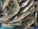 GUO LIAN國聯(lián) 國產(chǎn)鹽凍大蝦 無(wú)冰凈重3斤 特大號45-60只 白對蝦海鮮生鮮 曬單實(shí)拍圖