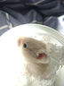 家養金絲熊小倉鼠精選虎紋眼圈奶牛熊米熊倉鼠活體寵物巨型蒼鼠 金絲熊 公 曬單實(shí)拍圖