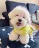 寵城狗狗衣服秋冬保暖恐龍可牽引四腳衣泰迪比熊博美小型犬貓咪變身裝 糖果綠恐龍【帶牽引扣】 S（建議3-5斤 參考胸圍背長(cháng)） 曬單實(shí)拍圖