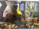 徹朗超靜音水泵魚(yú)缸潛水泵循環(huán)泵底吸泵濾水海水缸小型家用過(guò)濾抽水泵 8w【流量可調(diào)/40cm以內(nèi)魚(yú)缸】 曬單實(shí)拍圖