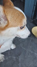 伯納天純鴨肉梨狗糧小型犬中大型犬幼犬成犬全價(jià)通用犬糧24斤/12kg 曬單實(shí)拍圖
