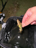 佳釣尼魚(yú)護速干魚(yú)護網(wǎng)黑坑加厚涂膠魚(yú)護包魚(yú)網(wǎng)兜袋漁護漁網(wǎng)兜 曬單實(shí)拍圖