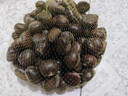 遷西鮮板栗2025年新生板栗大顆粒特選栗子新鮮例子甜栗子河北唐山特產(chǎn) 老樹(shù)板栗 凈重 3斤 （約40-45粒/斤） 曬單實(shí)拍圖