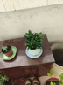 綠有意 綠植花卉辦公室客廳桌面盆栽擺件簡(jiǎn)約創(chuàng  )意網(wǎng)紅北歐綠植ins云朵盆 梔子花+甜甜圈PET樹(shù)脂盆+托盤(pán)+肥料 北歐風(fēng)格網(wǎng)紅綠植 曬單實(shí)拍圖