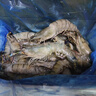 鮮京采 鮮凍大號黑虎蝦 去冰凈重2斤 31-40只/盒 斑節對蝦 曬單實(shí)拍圖