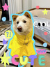 MIKI PAD狗狗雨衣中大型犬柯基邊牧金毛寵物雨衣斗篷防水雨披狗狗沖鋒衣 檸檬黃 #快穿設計 6XL（背長(cháng)60-68 參考體重56-80斤） 曬單實(shí)拍圖