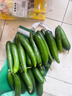 壽光水果黃瓜山東時(shí)令果蔬小青瓜蔬菜火鍋食材清脆爽口產(chǎn)地直發(fā) 水果黃瓜帶箱5斤【劃算】 曬單實(shí)拍圖