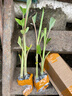 新品種香蕉樹(shù)苗紅香蕉紫色香蕉苗苗皇帝蕉粉蕉芭蕉樹(shù)苗耐寒 紅蕉+皇帝蕉+紫香蕉+粉蕉(共4棵) 高40-50(CM) 曬單實(shí)拍圖