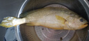 產(chǎn)地直采寧德冰鮮黃花魚(yú)400g-500g/條 曬單實(shí)拍圖