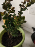 邇英閣黃楊盆景耐寒辦公室內盆栽四季常青好養客廳花卉庭院樹(shù)苗桌 黃楊盆栽35厘米高 不含盆  根部帶土球發(fā)貨  包成活 曬單實(shí)拍圖