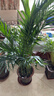 散尾葵綠植鳳尾竹盆栽袖珍椰子室內大型綠植四季常青富貴椰子植物 [富貴椰子1米-1.2米（基地原盆）+肥料 曬單實(shí)拍圖