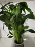 白掌一帆風(fēng)順盆栽植物室內花卉綠植水養四季開(kāi)花新手好養活 白掌1盆帶繁星盆 曬單實(shí)拍圖