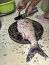 三個(gè)小廚電動(dòng)刮魚(yú)鱗神器刨刮鱗器打魚(yú)鱗器防水全自動(dòng)無(wú)線(xiàn)刮魚(yú)鱗機家用商用 【15000r/min轉速+6葉刀頭】充電 曬單實(shí)拍圖