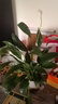 綠有意白掌盆栽一帆風順水培植物室內(nèi)好養(yǎng)花卉綠植水養(yǎng)四季開花植物盆栽 【主圖款】白掌6-8株(早安吸水盆 含盆 曬單實拍圖