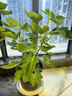 無(wú)花果樹(shù)果苗波姬紅特大果庭院矮化盆栽四季南方北方種植當年結果 波姬紅 6年苗【當年結果】 81cm(含)-110cm(含) 曬單實(shí)拍圖