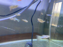 森悠（SARYOR）孔雀魚(yú)純種觀(guān)賞魚(yú)小型淡水好養熱帶魚(yú)活體斑馬金魚(yú)鳳尾魚(yú)繁殖 雜袍孔雀魚(yú)20條+5條備損 曬單實(shí)拍圖