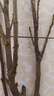 流蘇樹(shù)苗盆栽四季開(kāi)花濃香四季好養室內外植物陽(yáng)臺庭院觀(guān)花卉綠植 新品【夢(mèng)幻】耐寒耐熱 熱銷(xiāo)款：八年樹(shù)狀獨桿-當年開(kāi)花爆滿(mǎn)【包活】 曬單實(shí)拍圖