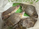 舟山梭子蟹鮮活特大野生大螃蟹新鮮冷凍海鮮水產(chǎn)海蟹飛蟹白蟹順豐 5-7兩/只【4斤 個(gè)大肉多】 曬單實(shí)拍圖
