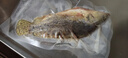 品鮮肴淡水魚(yú)生態(tài)桂魚(yú)鱖魚(yú)鰲花魚(yú)桂花季花魚(yú)自然捕獲鮮活現殺生鮮水產(chǎn) 凈膛后 250-300g（1條）小號桂魚(yú) 曬單實(shí)拍圖