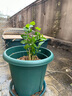 茉莉花苗盆栽帶花苞九里香老樁花卉植物室內(nèi)濃香四季開花好養(yǎng) 大份茉莉花【4-6顆】花苞飽滿 曬單實拍圖