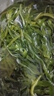 鮮海帶 鹽漬海帶絲 海帶涼拌菜鮮嫩 鹽漬海帶絲500g 曬單實(shí)拍圖
