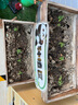 IAM City Farmer小番茄秋播迷你盆栽綠植幼兒園diy盆栽種子兒童種植植物觀(guān)察10023 曬單實(shí)拍圖