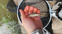 溪流魚(yú)護野釣小魚(yú)魚(yú)護便攜小網(wǎng)眼小白條小雜魚(yú)小號釣魚(yú)網(wǎng)兜小眼網(wǎng) 20cm 2m 【地插款】-2毫米眼 無(wú)規格 曬單實(shí)拍圖
