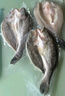 鮮京采三去海鱸魚(yú)3斤/3條 生鮮魚(yú)類(lèi) 白蕉鱸魚(yú)地標 中秋家宴魚(yú)類(lèi)源頭直發(fā) 曬單實(shí)拍圖