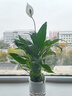 行湘白掌盆栽一帆風(fēng)順綠植盆栽花卉室內好養 小白掌+早安盆 源頭直發(fā) 曬單實(shí)拍圖