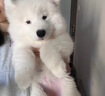 寵六福純種薩摩耶幼犬幼崽熊版寵物狗狗活體小狗活物 寵物級 公 曬單實(shí)拍圖