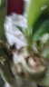 【夏季新品】稀有多頭沙漠玫瑰重瓣老樁濃香多肉綠植四季室內外 多色花    根直徑（2-4公分） 帶黑色育苗盆發(fā)貨 曬單實(shí)拍圖