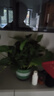 雙盟綠蘿盆栽除甲醛花卉綠植辦公室新房?jì)艋諝?80加侖2盆裝源頭直發(fā) 曬單實(shí)拍圖