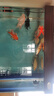 錦鯉魚(yú)活體觀(guān)賞魚(yú)活魚(yú)小型易養冷水淡水魚(yú)小魚(yú)苗錦鯉金魚(yú)好看錦鯉 16-18 六彩錦鯉套餐6條 曬單實(shí)拍圖
