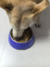 皇家狗糧 成犬狗糧 犬糧 通用犬型 CC 通用糧 ≥12月 8KG 曬單實(shí)拍圖