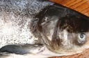 鮮喜愛(ài) 冷凍千島湖有機(jī)鰱魚(yú)頭1.5斤 白鰱魚(yú)頭  生鮮魚(yú)類 海鮮水產(chǎn) 曬單實(shí)拍圖