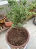 迷迭香綠植盆栽室內客廳陽(yáng)臺凈化空氣臥室辦公桌觀(guān)葉擺放庭院種植 獨桿迷迭香3年苗2盆（高30厘米） 不含盆 曬單實(shí)拍圖