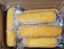 京鮮生 東北黃糯玉米260g*10棒 新鮮甜糯玉米棒真空包裝粘玉米 源頭直發(fā) 曬單實(shí)拍圖