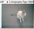 LOMOGRAPHYTiger CN ISO 200 110 彩色負片膠卷（一卷或三卷） 彩色 三卷 曬單實(shí)拍圖