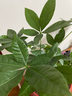 大型植物發(fā)財樹(shù)各種大顆盆栽開(kāi)業(yè)喬遷客廳辦公室內好養大型綠植 獨桿發(fā)財樹(shù)40-50cm(不含盆） 曬單實(shí)拍圖