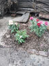 果汁陽(yáng)臺月季花苗四季開(kāi)花卉盆栽綠植物室內花易活玫瑰帶花苞庭院 海神王【大花濃香，月月開(kāi)分枝多】 【帶花苞】【盆口徑15cm】原盆冠25高35 曬單實(shí)拍圖