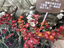 星火2026星火英語高中巔峰訓(xùn)練五合一必刷題高考必刷題高中英語教輔資料2026新高考英語真題英語閱讀理解專項訓(xùn)練完形填空七選五聽力寫作高一高二高三英語復(fù)習(xí)資料高中教輔 【高考】5合1必刷題（閱讀七選五 曬單實拍圖