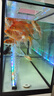 sobo魚(yú)缸氧氣泵養魚(yú)增氧機充氧泵家用小型制氧機氧氣機魚(yú)用充氧器低音 【升級更靜 氣量可調】雙孔8W+氣石套餐 曬單實(shí)拍圖