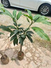 芒果苗樹(shù)嫁接特大金煌芒四季紅貴妃芒果樹(shù)苖當年結果帶土地栽盆栽 金煌4年苗【帶營(yíng)養杯發(fā)貨】 90cm(含)-99cm(含) 曬單實(shí)拍圖