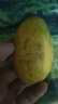 廣西小臺農芒果 新鮮水果 帶箱8斤【單果60-80g】 曬單實(shí)拍圖