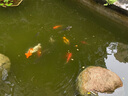 SICCE 錦鯉飼料3L約1kg  顆粒大小約3mm 錦鯉金魚(yú)冷水觀(guān)賞魚(yú)通用魚(yú)糧 曬單實(shí)拍圖